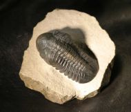 Reedops cephalotes hamlagdadianus Alberti 1983