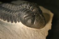 Reedops cephalotes hamlagdadianus Alberti 1983