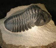 Reedops cephalotes hamlagdadianus Alberti 1983