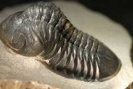 Reedops cephalotes hamlagdadianus Alberti 1983