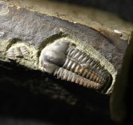 Ellipsocephalus hoffi (Schlotheim, 1823)