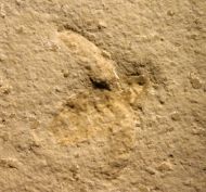 Coleoptera non det.
