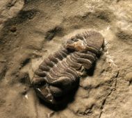 Acastacephala downingiae (SALTER, 1864)