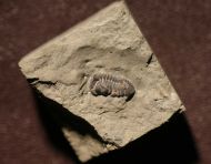 Acastacephala downingiae (SALTER, 1864)