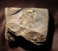 Eccaparadoxides pusillus (Barrande, 1846)