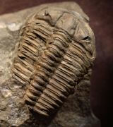 Ptychoparia striata (Emmrich 1839)