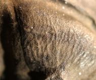 Ptychoparia striata (Emmrich 1839)