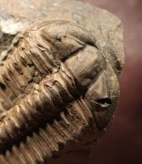 Ptychoparia striata (Emmrich 1839)