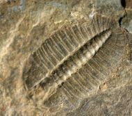 Arthricocephalus laterilobatus Ju, 1983