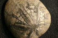Dendraster gibbsii (Remond, 1863)