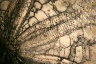 Dendraster gibbsii (Remond, 1863)