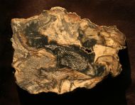 Archaeopteris whiteanum (Trivett, 1993)