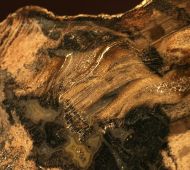 Archaeopteris whiteanum (Trivett, 1993)