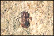 Drei Ptychagnostus cuyanus