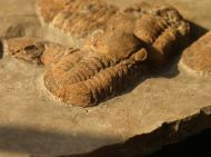 Symphysurus rouvillei (Tromelin & Grasset, 1877)