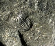 Arthricocephalus laterilobatus Ju, 1983