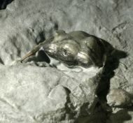 Isotelus maximus LOCKE, 1838