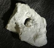 Isotelus maximus LOCKE, 1838