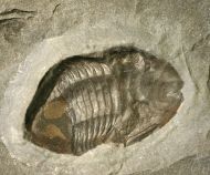 Isotelus fritzae