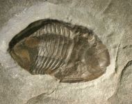 Isotelus fritzae
