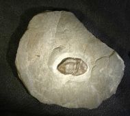 Isotelus fritzae