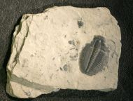 Elrathia kingii (Meek 1870)