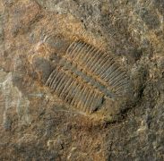 Arthricocephalus laterilobatus Ju, 1983