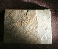 Arthricocephalus laterilobatus Ju, 1983