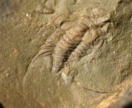 Balcoracania dailyi POCOCK 1970