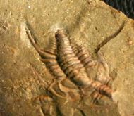 Balcoracania dailyi POCOCK 1970