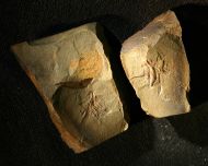 Balcoracania dailyi POCOCK 1970