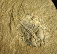 Nephrolenellus geniculatus Palmer, 1998