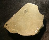 Nephrolenellus geniculatus Palmer, 1998