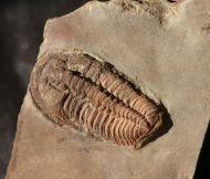 Euloma sp.