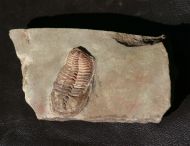 Euloma sp.