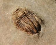 Prionocheilus sp.