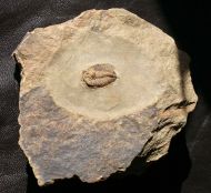 Prionocheilus sp.