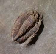 Prionocheilus sp.