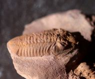 Phacopidina c.f. micheli TROMELIN 1877