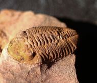 Phacopidina c.f. micheli TROMELIN 1877