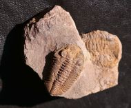 Phacopidina c.f. micheli TROMELIN 1877