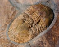 Ectillaenus katzeri (Barrande, 1872)