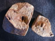 Deanaspis goldfussi (BARRANDE, 1846)