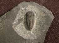 Triarthrus eatoni (HALL, 1838)