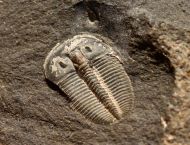 Aulacopleura konincki (BARRANDE, 1846)