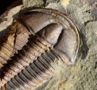 Conocoryphe sulzeri (Schlotheim 1823)