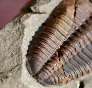 Conocoryphe sulzeri (Schlotheim 1823)