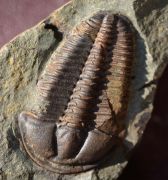 Conocoryphe sulzeri (Schlotheim 1823)