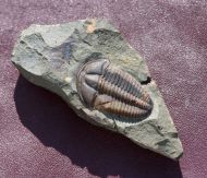Conocoryphe sulzeri (Schlotheim 1823)