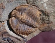 Ctenocephalus coronatus (Barrande, 1846)